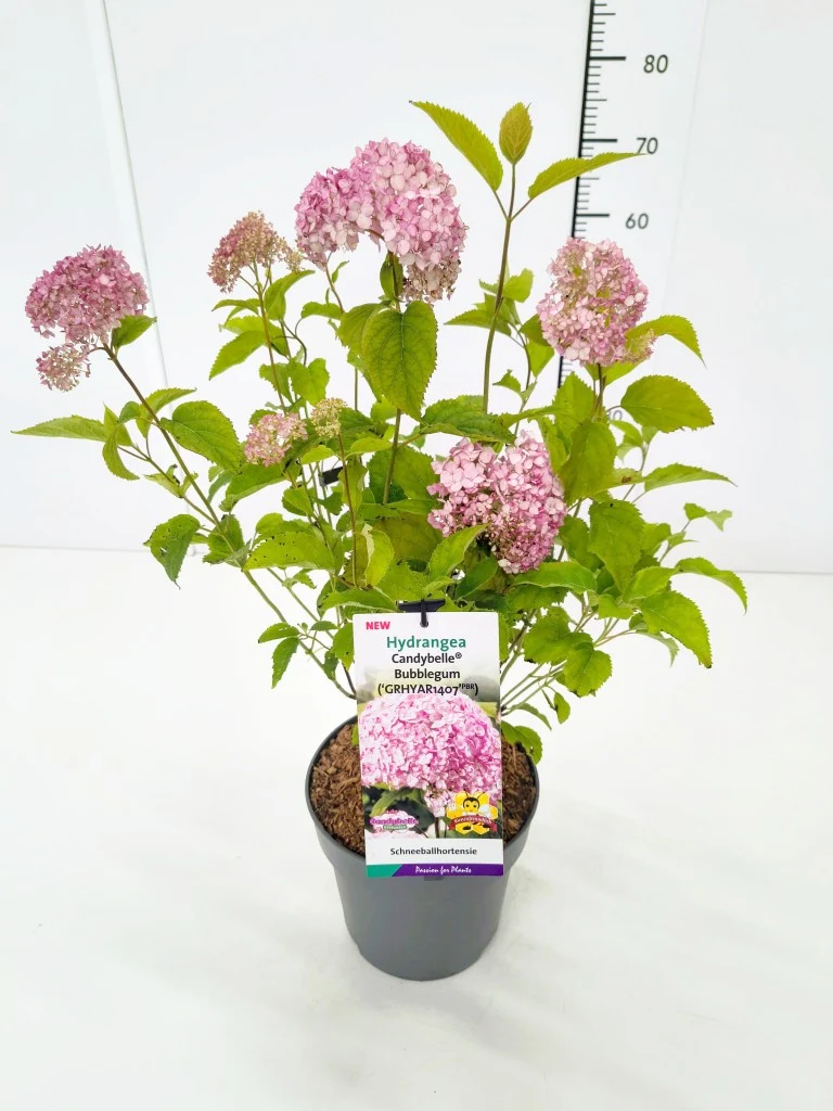 Hydrangea arborescens 'Candybelle® Bubblegum' C5 (5 liters kruka) 40-50 cm