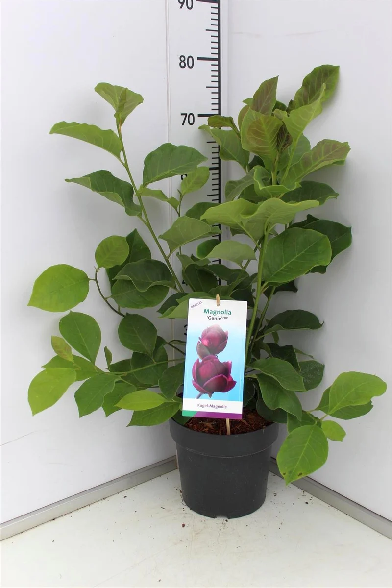 Magnolia 'Genie' C5 (5 liters kruka) 50-60 cm