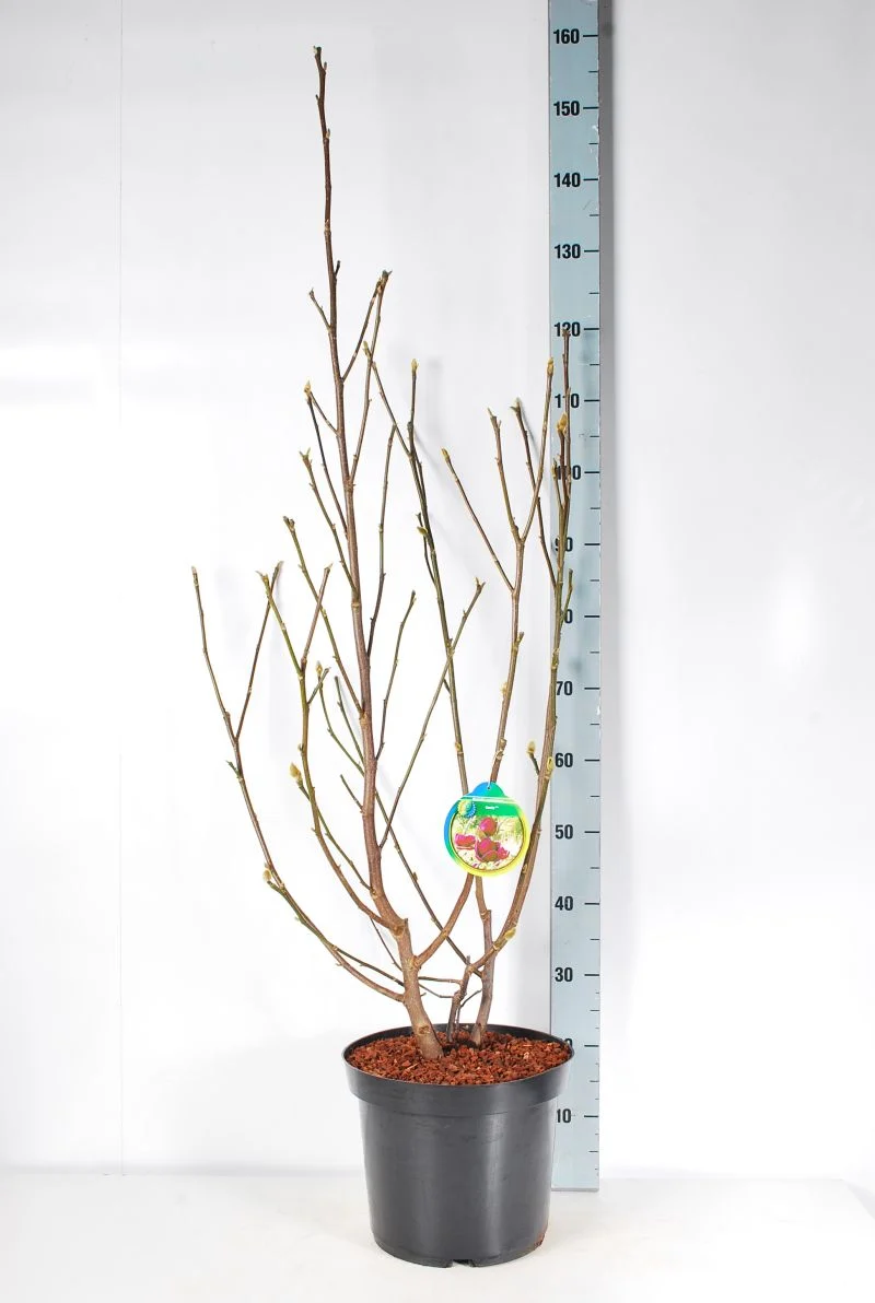 Magnolia 'Genie' C10 (10 liters kruka) 100-125 cm
