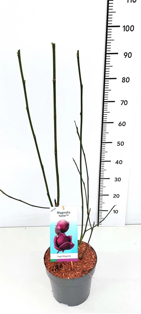 Magnolia 'Genie' 60-80 cm C7,5 (7,5 liters kruka)