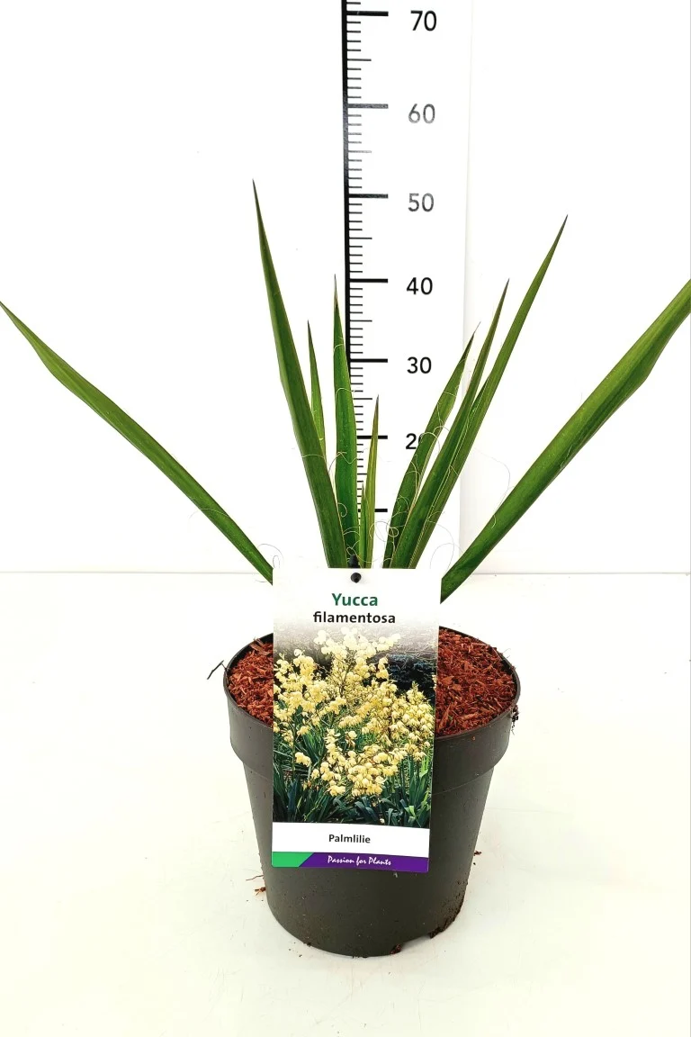 Yucca filamentosa C3 (3 liters kruka)