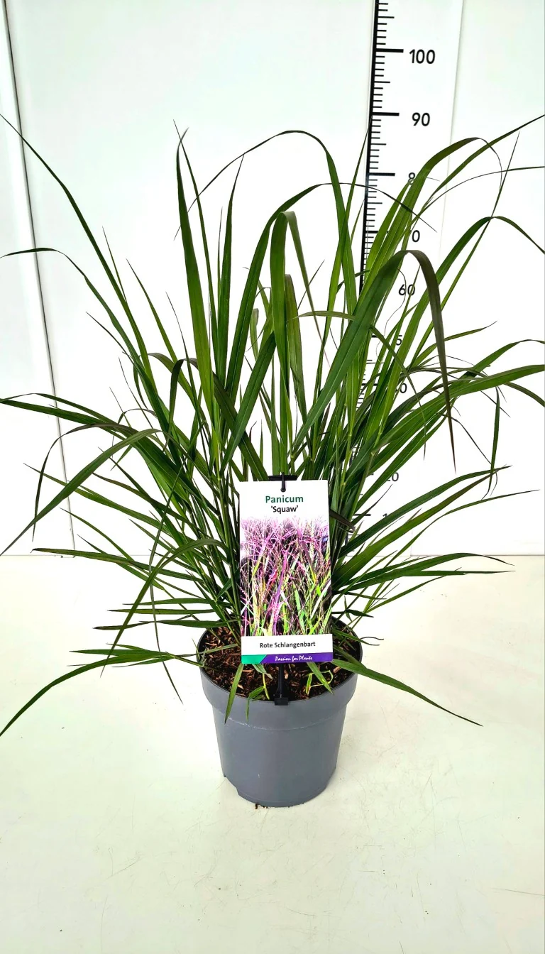 Panicum virgatum 'Squaw' C5 (5 liters kruka) / 23 cm kruka