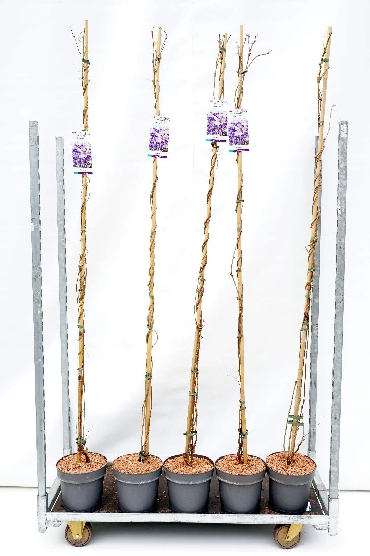 Wisteria b 'Okayama' C7,5 (7,5 liters kruka) 150-175 cm