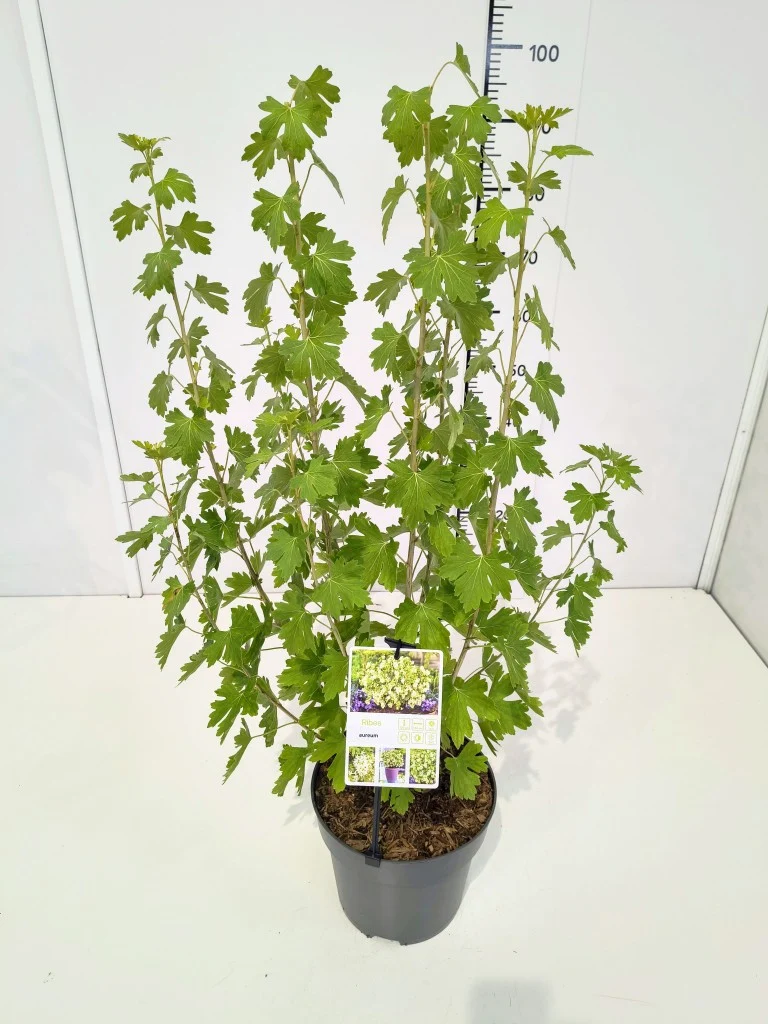 Ribes aureum C5 (5 liters kruka) 50-60 cm