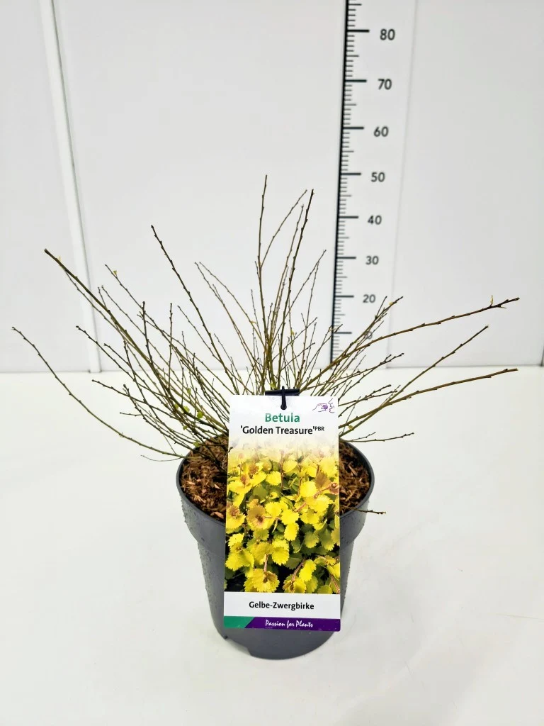 Betula nana 'Golden Treasure' C5 (5 liters kruka) 40-50 cm