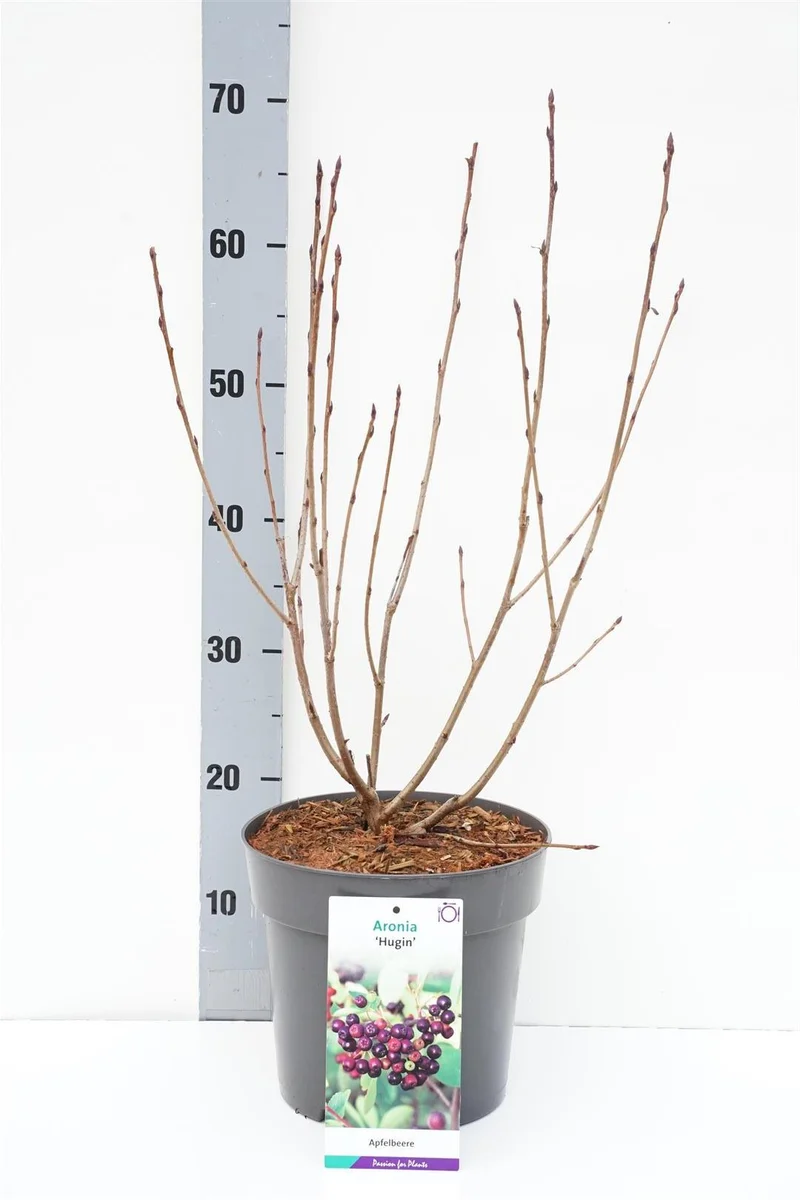 Aronia melanocarpa 'Hugin' C5 (5 liters kruka) 40-50 cm