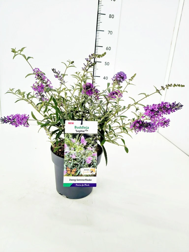 Buddleja d. 'Sophie'® C3 (3 liters kruka)