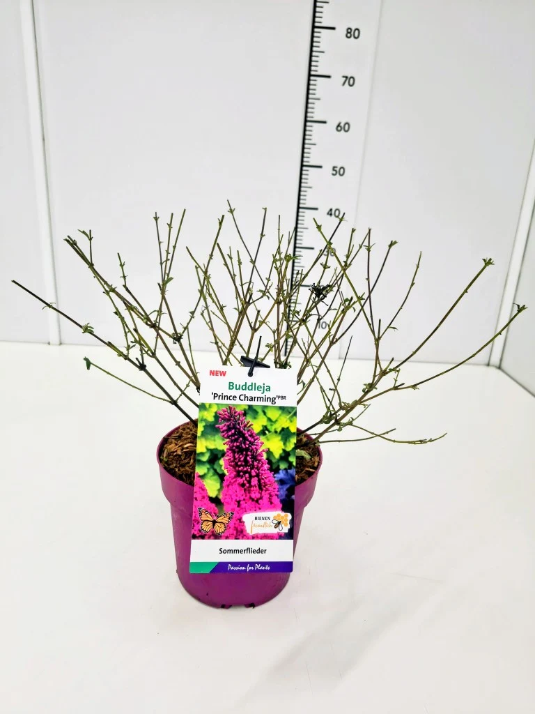 Buddleja d. 'Prince Charming'® C3 (3 liters kruka)