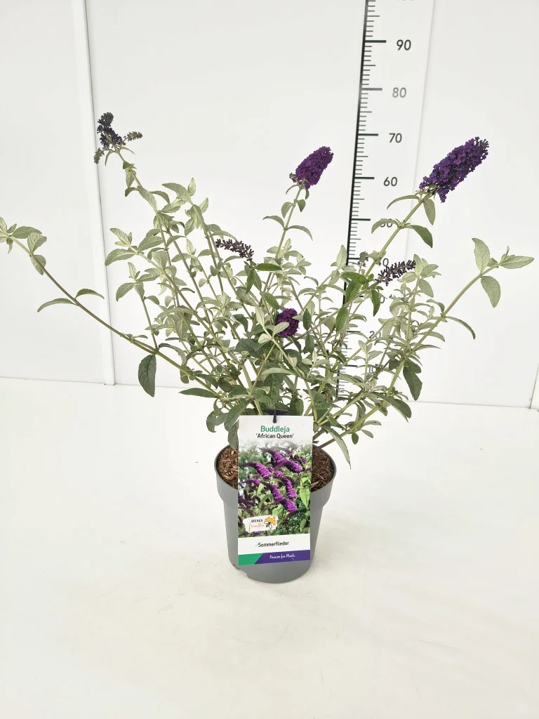 Buddleja d. 'African Queen' C3 (3 liters kruka / 19 cm kruka)
