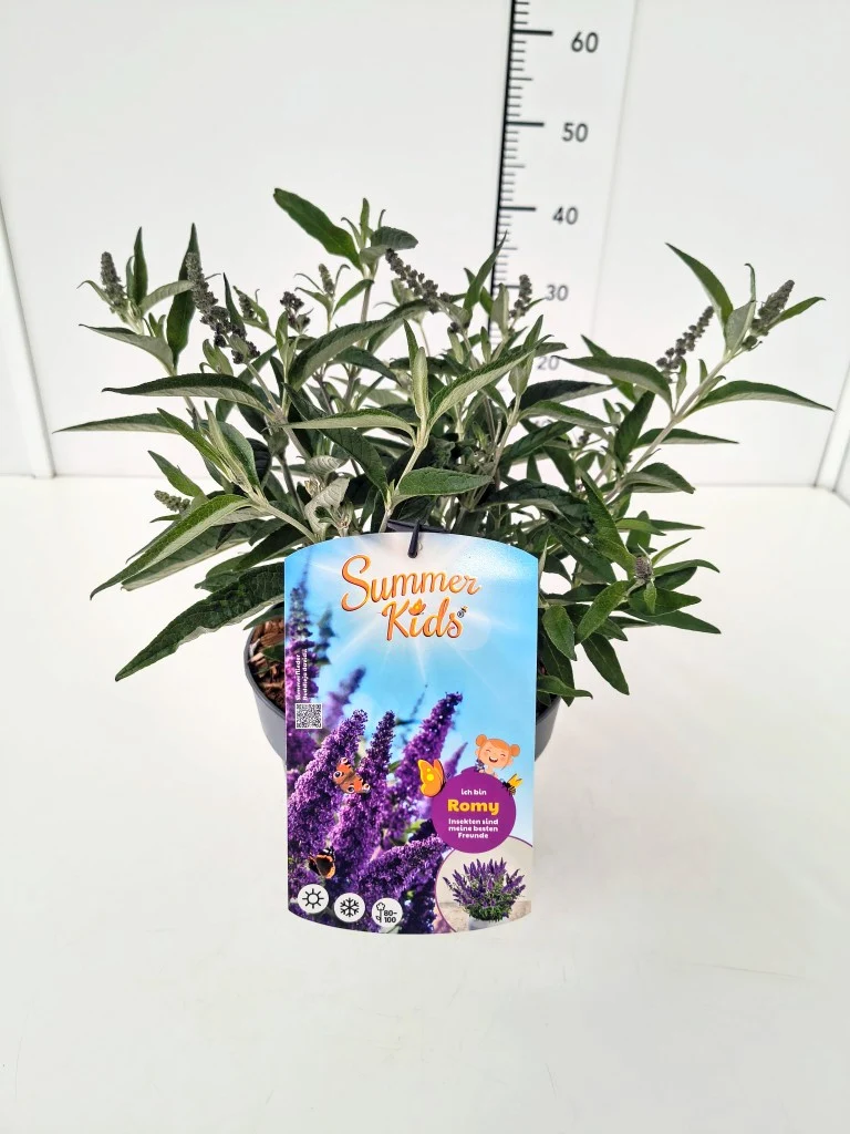 Buddleja d. 'Summer Kids®' Romy C5 (5 liters kruka / 23 cm kruka)
