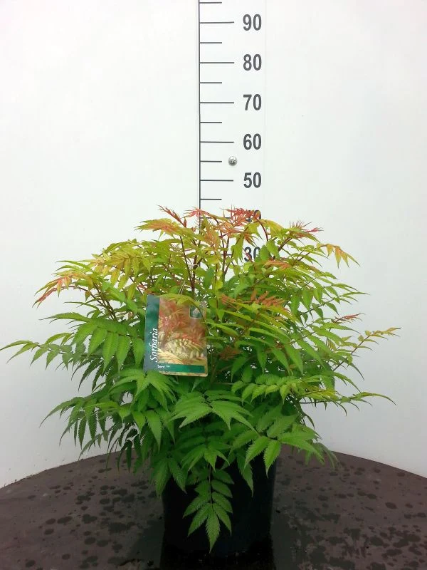 Sorbaria sorbifolia 'Sem' 40-50 cm, C10 (10 liters kruka)