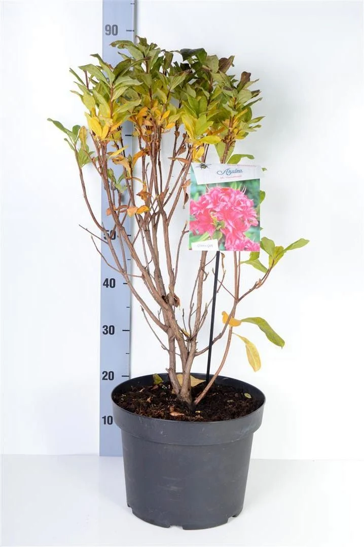 Rhododendron (AK) 'Homebush' C10 (10 liters kruka) 40-50 cm