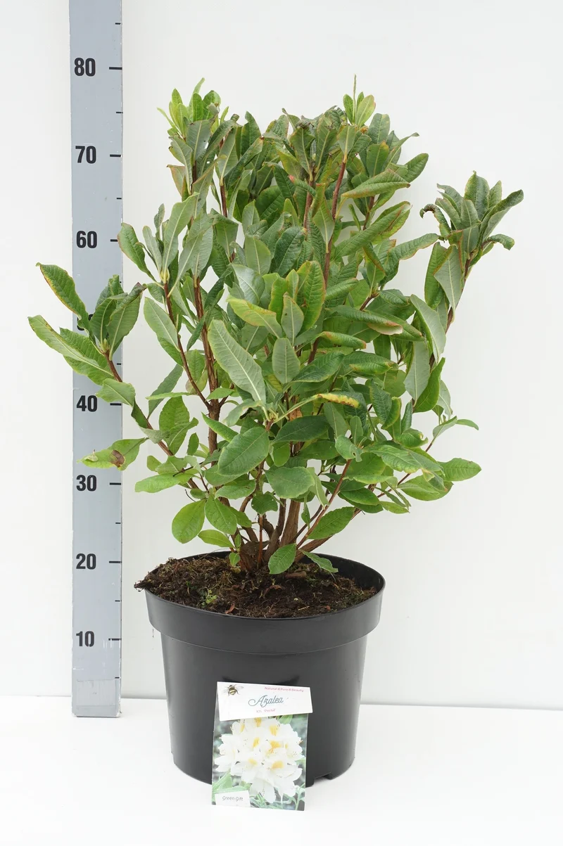 Rhododendron (AK) 'Persil' C10 (10 liters kruka) 40-50 cm
