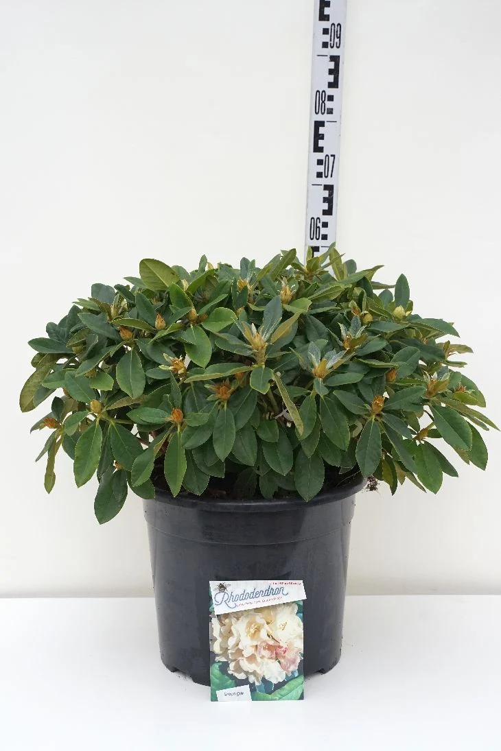 Rhododendron (Y) 'Golden Torch' C20 (20 liters kruka) 40-50 cm
