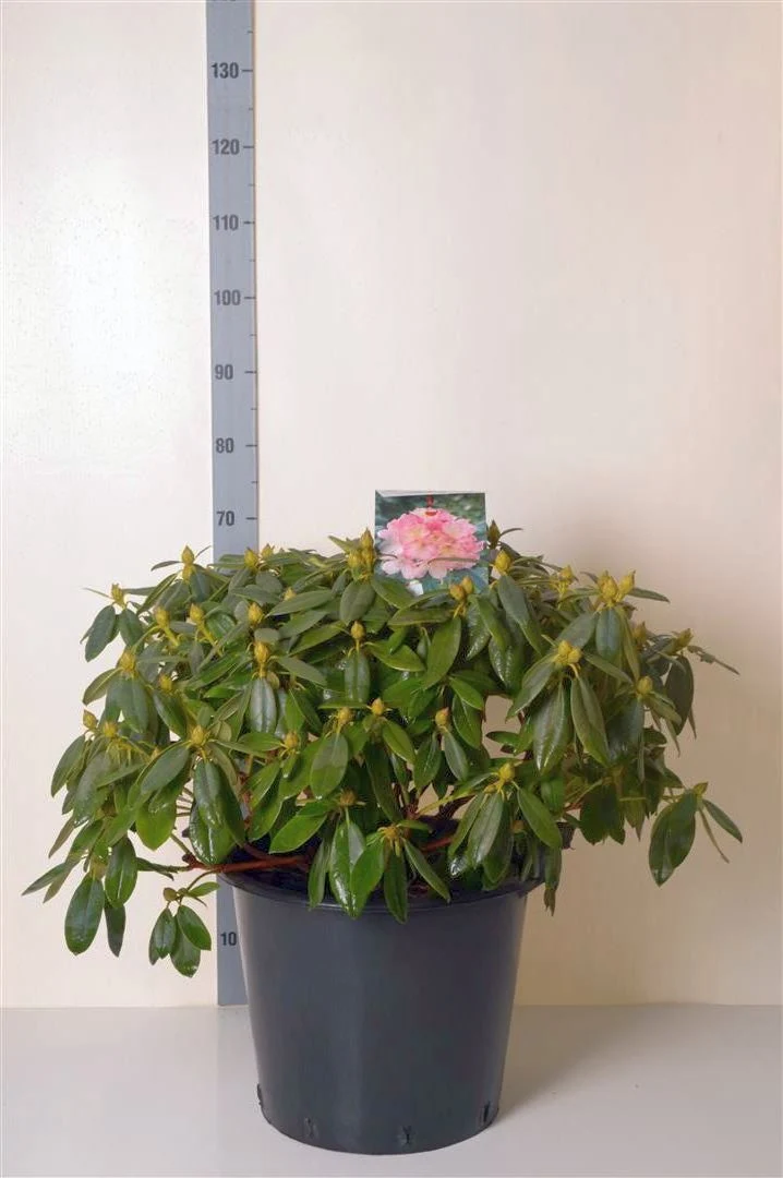 Rhododendron (Y) 'Percy Wiseman' C30 (30 liters kruka) 60-70 cm