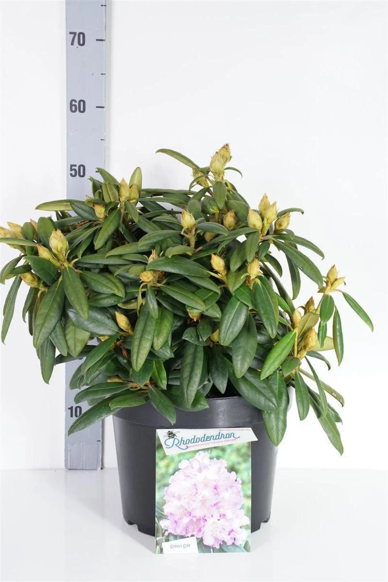 Rhododendron (Y) 'Carol. Allbrook' C10 (10 liters kruka) 40-50 cm