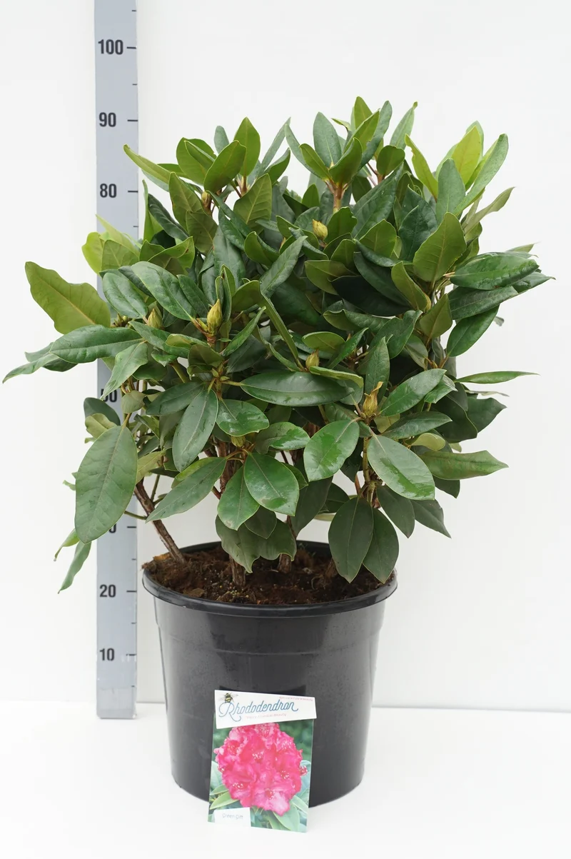 Rhododendron 'P. American Beauty' C20 (20 liters kruka) 50-60 cm