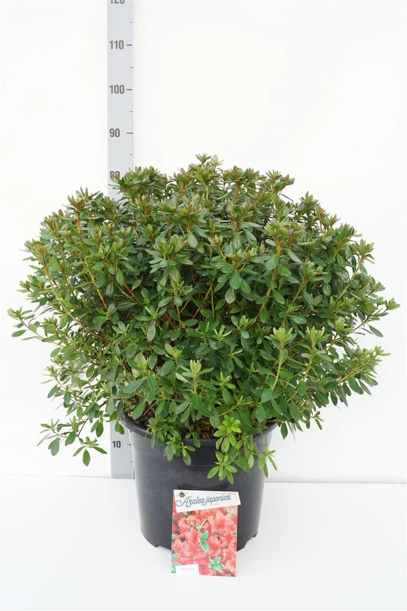 Rhododendron (AJ) 'Radja' C20 (20 liters kruka) 50-60 cm