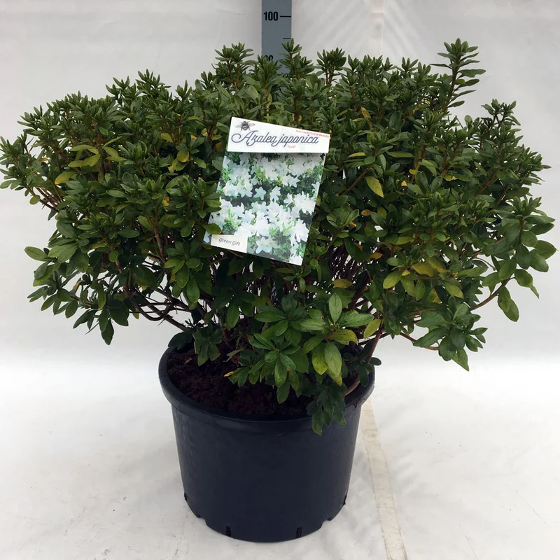 Rhododendron (AJ) 'Luzi' C40 (40 liters kruka) 60-80 cm