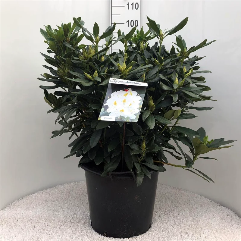 Rhododendron 'Madame Masson' C30 (30 liters kruka) 70-80 cm
