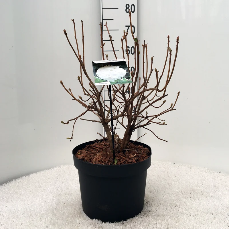 Rhododendron (AK) 'Whitethroat' C10 (10 liters kruka) 30-40 cm