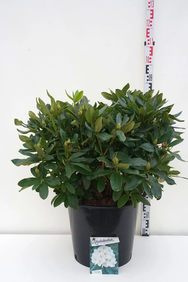 Rhododendron 'Cunningham's White' C30 (30 liters kruka) 60-70 cm