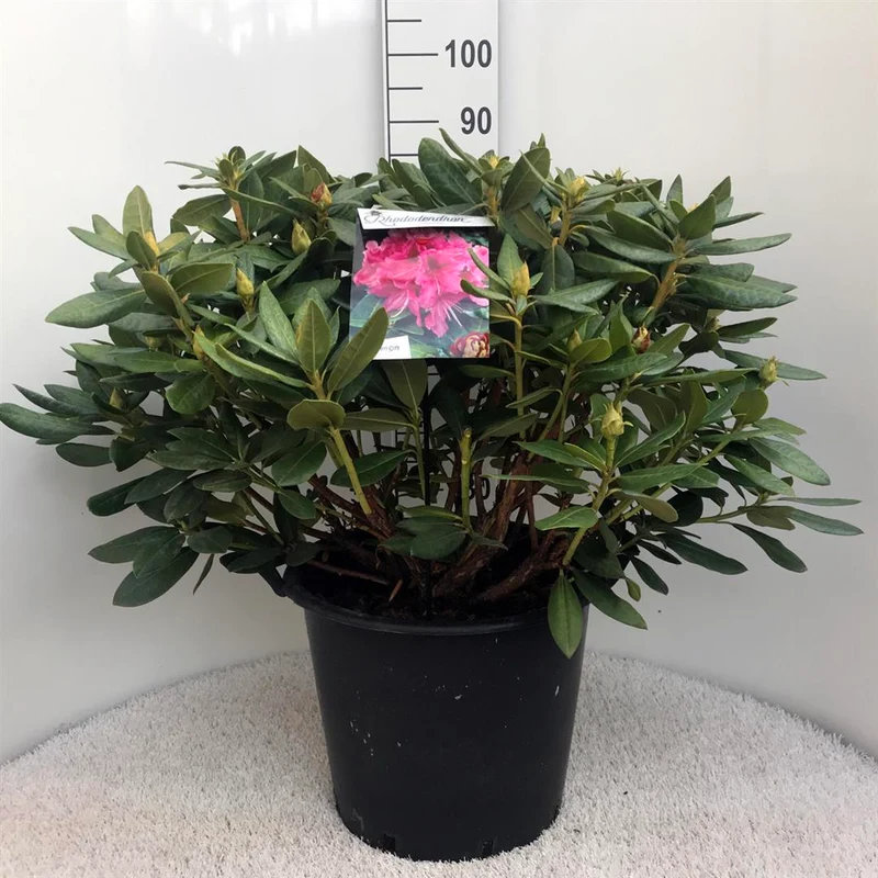Rhododendron 'Cosmopolitan' C30 (30 liters kruka) 70-80 cm