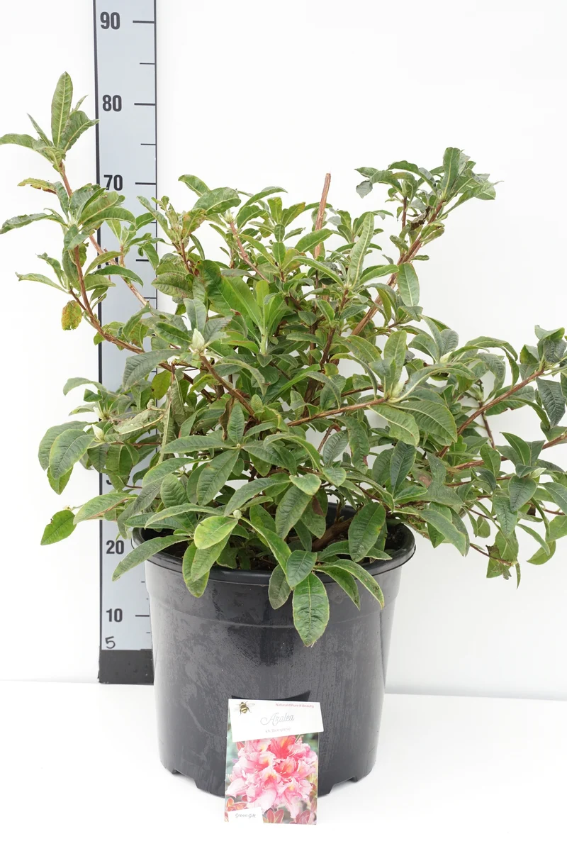 Rhododendron (AK) 'Berryrose' C20 (20 liters kruka) 60+ cm