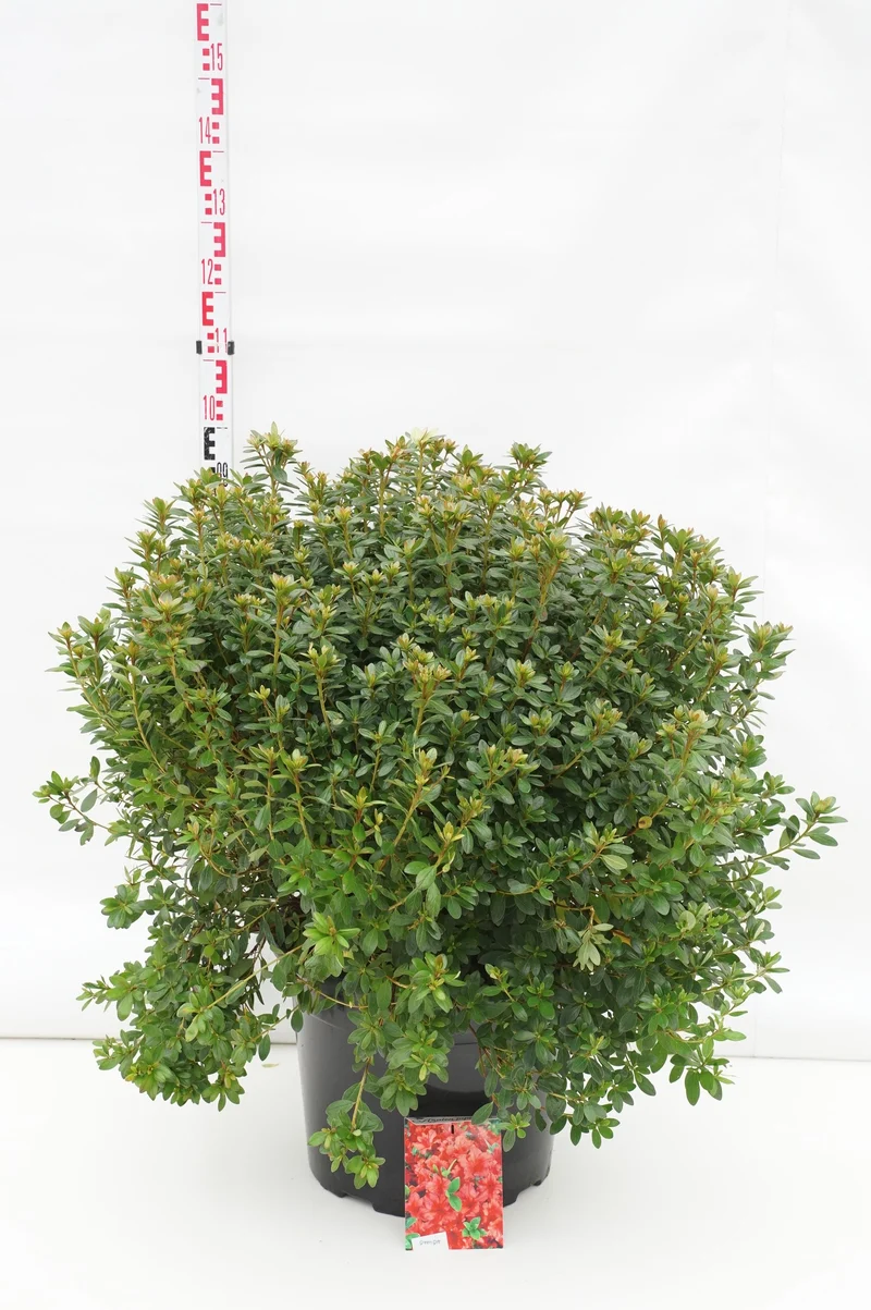 Rhododendron (AJ) 'Radja' C40 (40 liters kruka) 60-80 cm