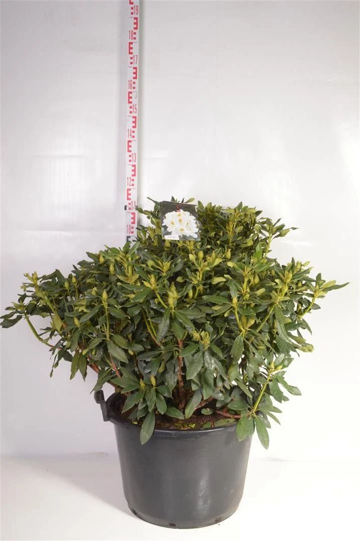 Rhododendron 'Germania' C20 (20 liters kruka) 60+ cm