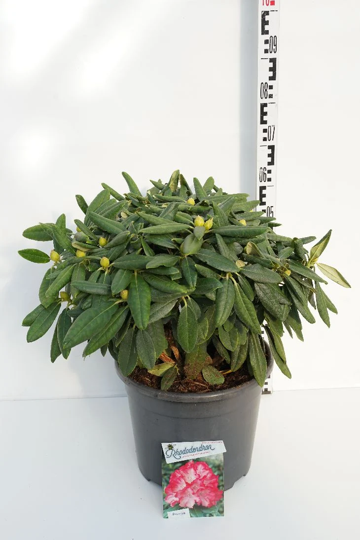 Rhododendron (Y) 'Fantastica' C20 (20 liters kruka) 40-50 cm