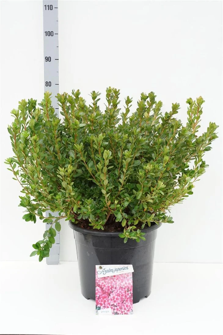 Rhododendron (AJ) 'Silvester' C20 (20 liters kruka) 50-60 cm