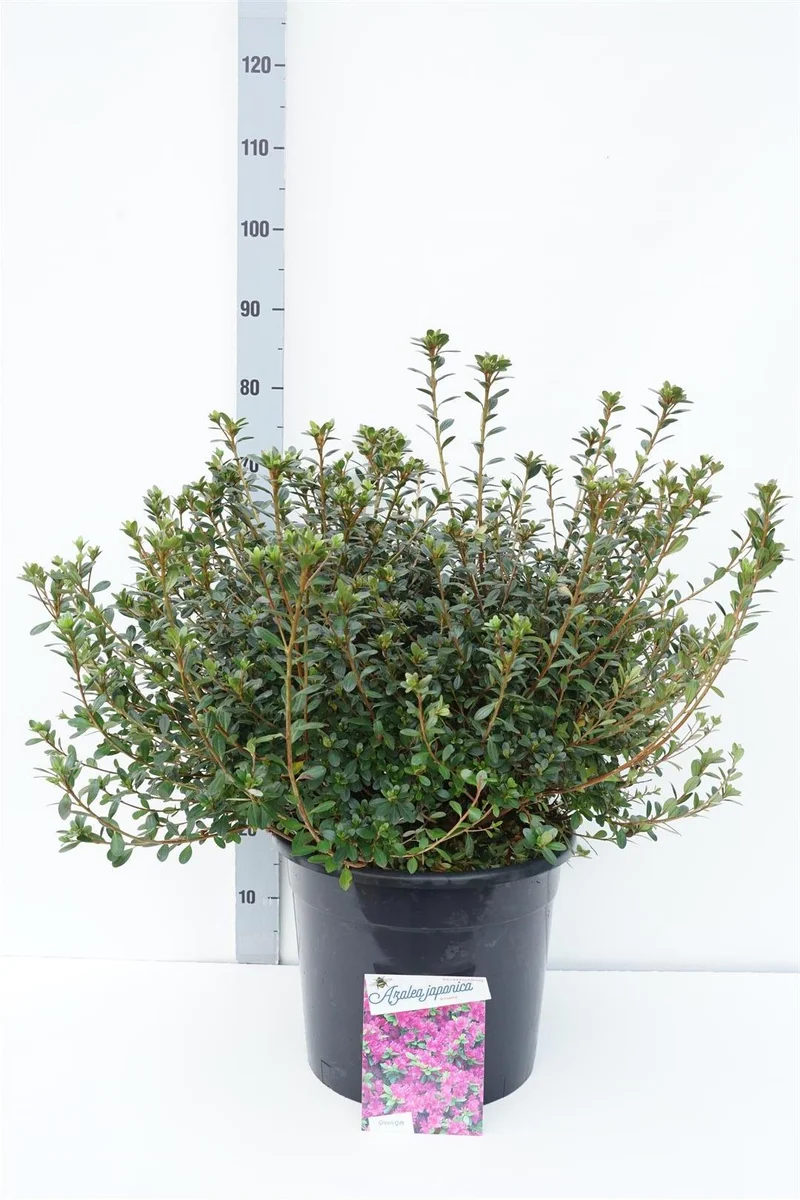 Rhododendron (AJ) 'Amoena' C20 (20 liters kruka) 50-60 cm
