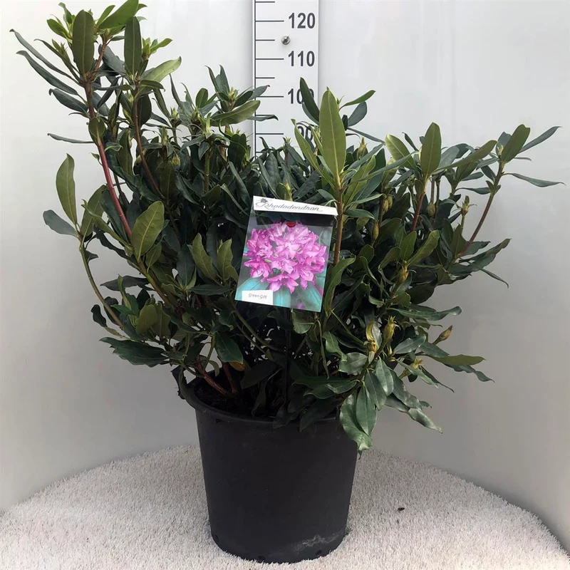 Rhododendron pont. 'Roseum' C30 (30 liters kruka) 70-80 cm