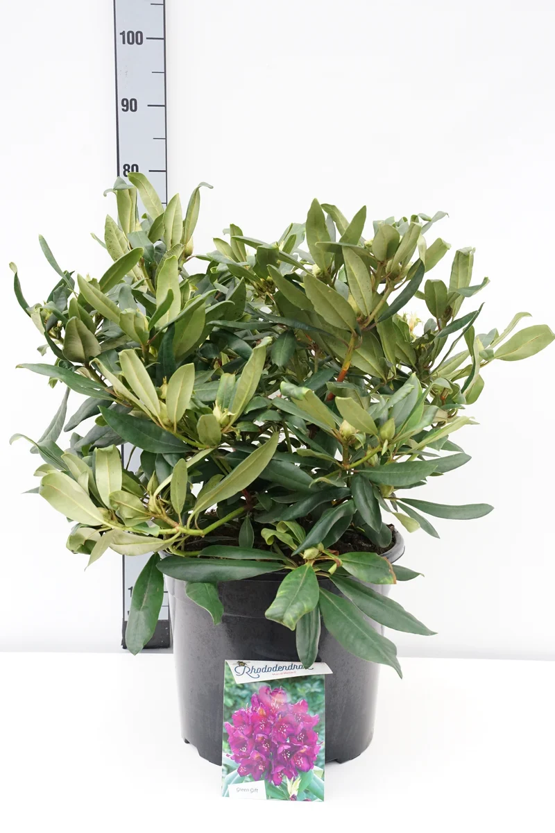 Rhododendron 'Marcel Menard' C20 (20 liters kruka) 60-80 cm
