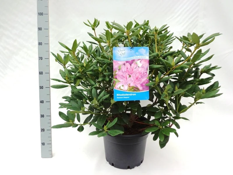 Rhododendron 'Roseum Elegans' C20 (20 liters kruka) 60-80 cm