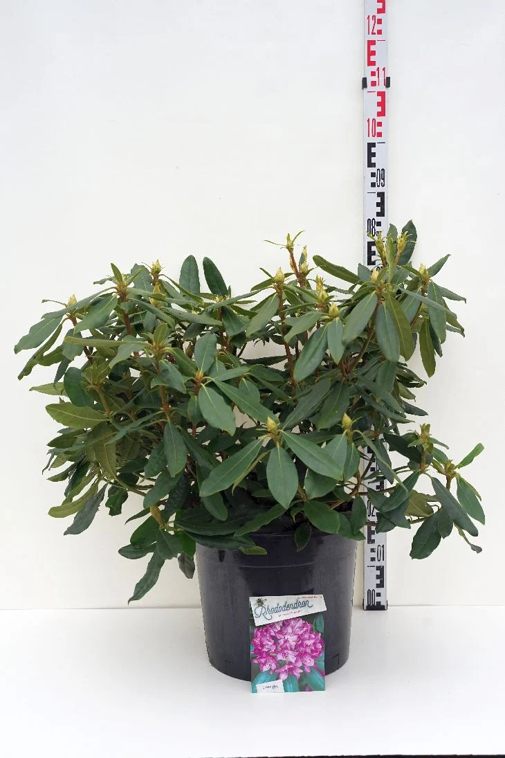 Rhododendron pont. 'Roseum' C20 (20 liters kruka) 60-80 cm