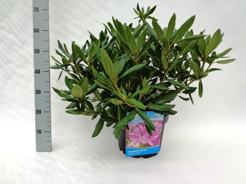 Rhododendron 'Roseum Elegans' C10 (10 liters kruka) 50-60 cm