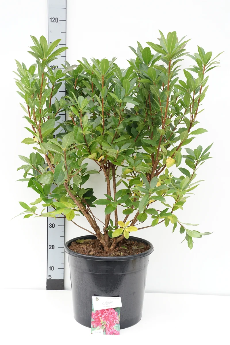 Rhododendron (AK) 'Homebush' C20 (20 liters kruka) 60-80 cm
