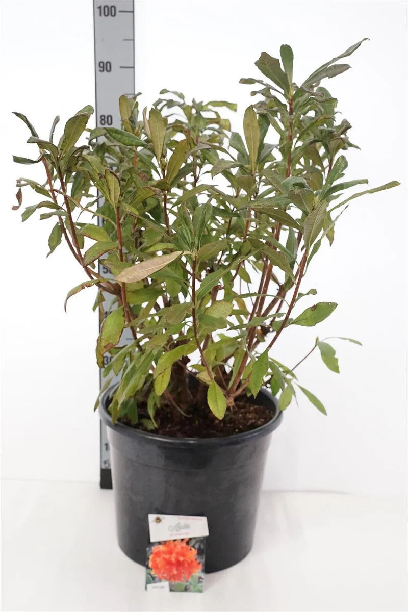 Rhododendron (AK) 'Golden Eagle' C20 (20 liters kruka) 60-80 cm