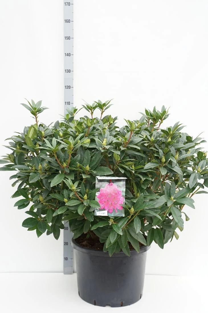 Rhododendron 'Anah Kruschke' C40 (40 liters kruka) 80-100 cm