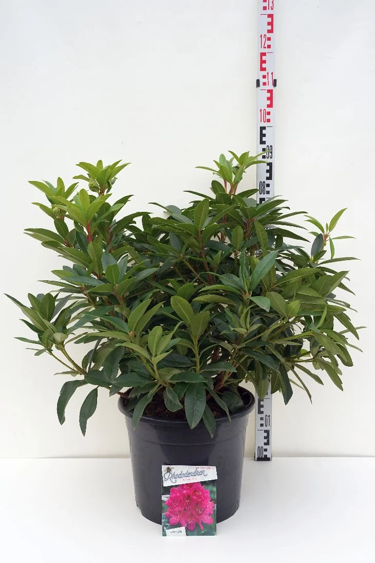 Rhododendron 'Anah Kruschke' C20 (20 liters kruka) 60-80 cm
