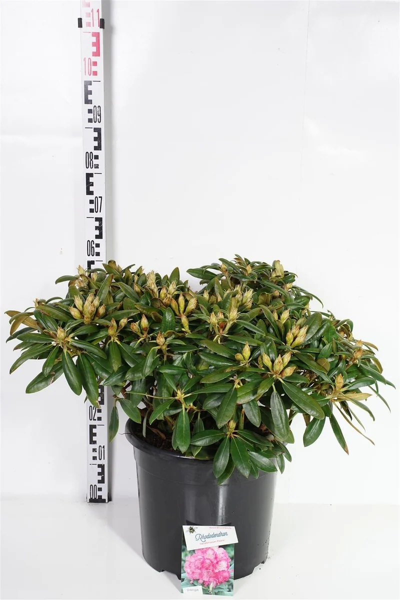 Rhododendron (Y) 'Polaris' C20 (20 liters kruka) 40-50 cm