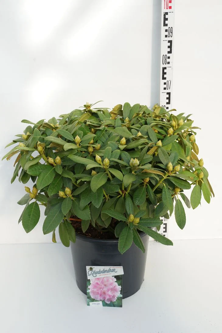 Rhododendron (Y) 'Doc' C20 (20 liters kruka) 40-50 cm