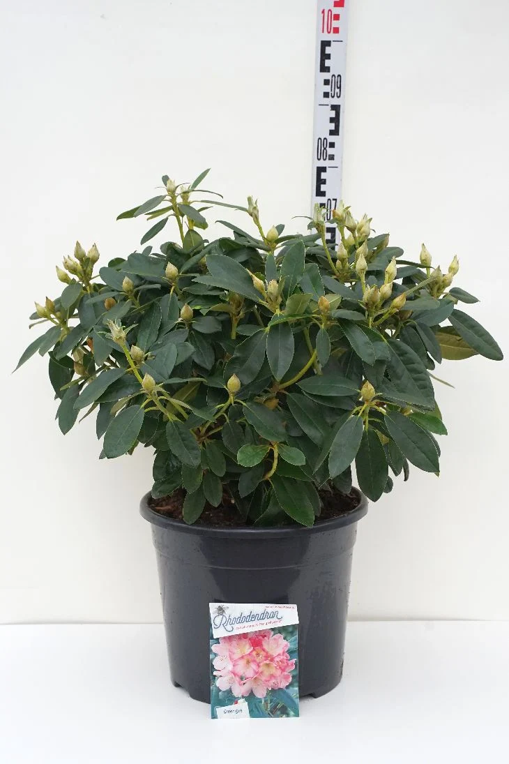 Rhododendron (Y) 'Percy Wiseman' C20 (20 liters kruka) 50-60 cm