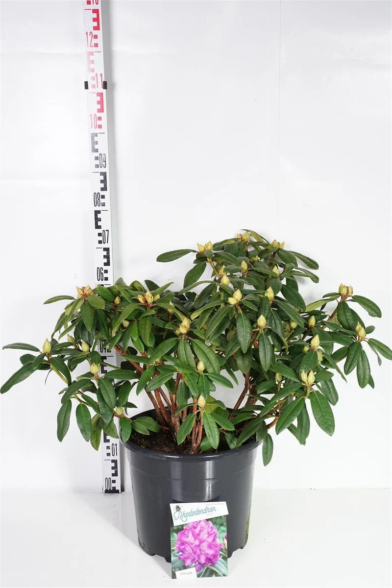Rhododendron 'Alfred' C20 (20 liters kruka) 50-60 cm
