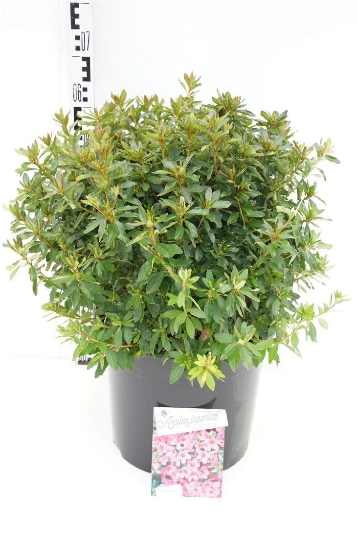 Rhododendron (AJ) 'Mad. van Hecke' C20 (20 liters kruka) 50-60 cm