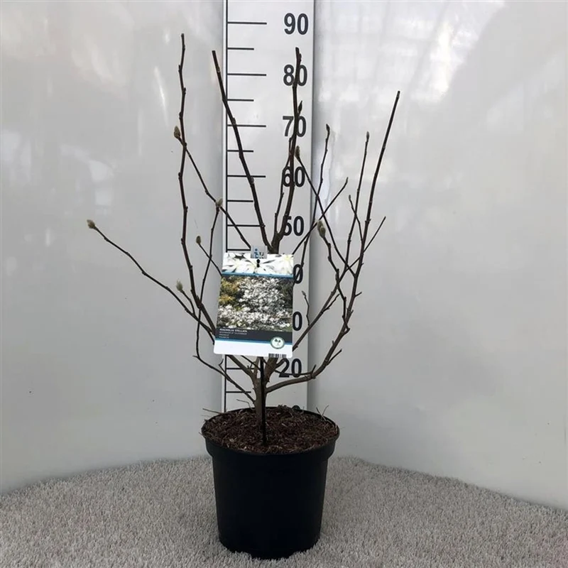 Magnolia stellata C5 (5 liters kruka) / 23 cm kruka 40-50 cm