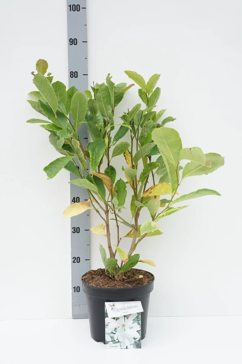 Magnolia loebneri 'Merrill' 40-50 cm, C5 (5 liters kruka)