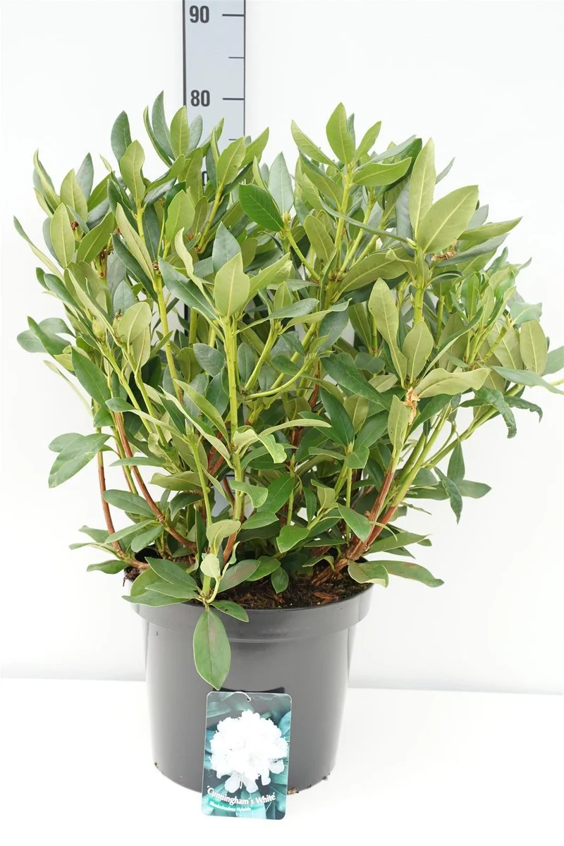 Rhododendron 'Cunningham's White' C12 (12 liters kruka) 50-60 cm